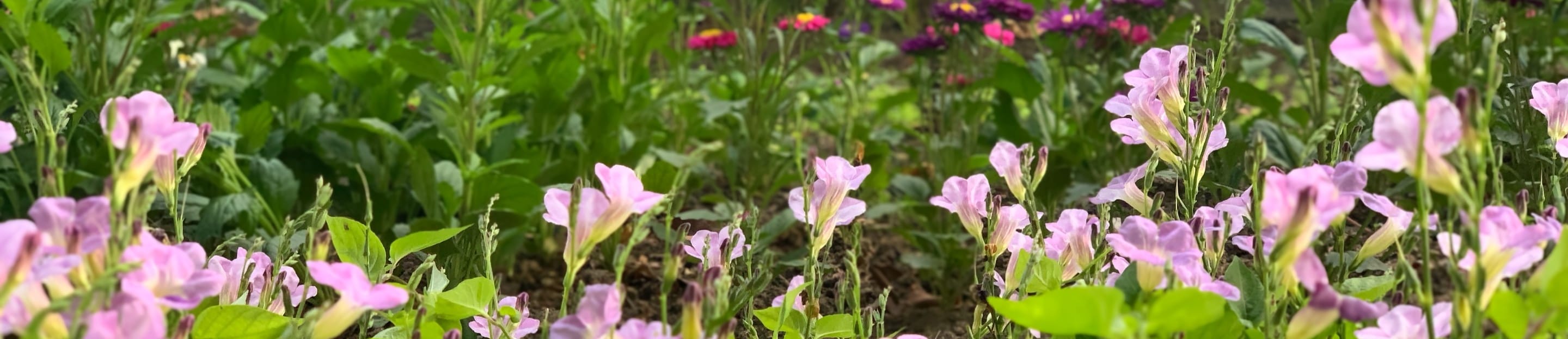 Community Garden photo