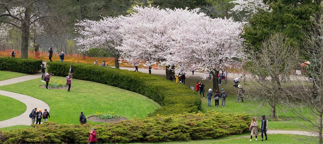 High Park greenspace with bushes and cherry blossom trees to the right