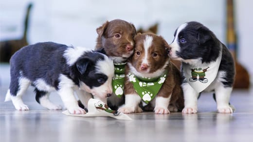 Bandana de chien