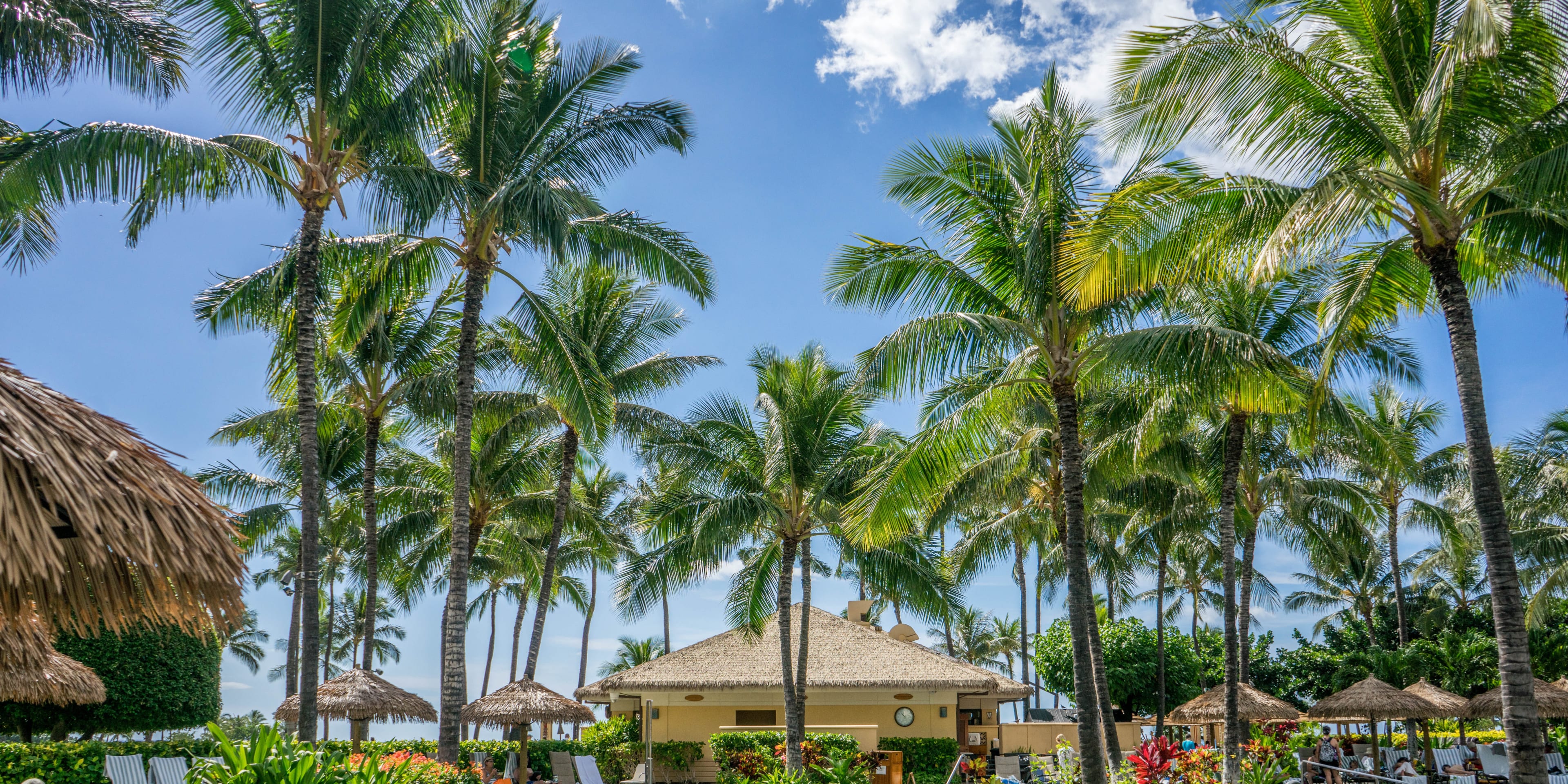 Tropical resort with palm trees