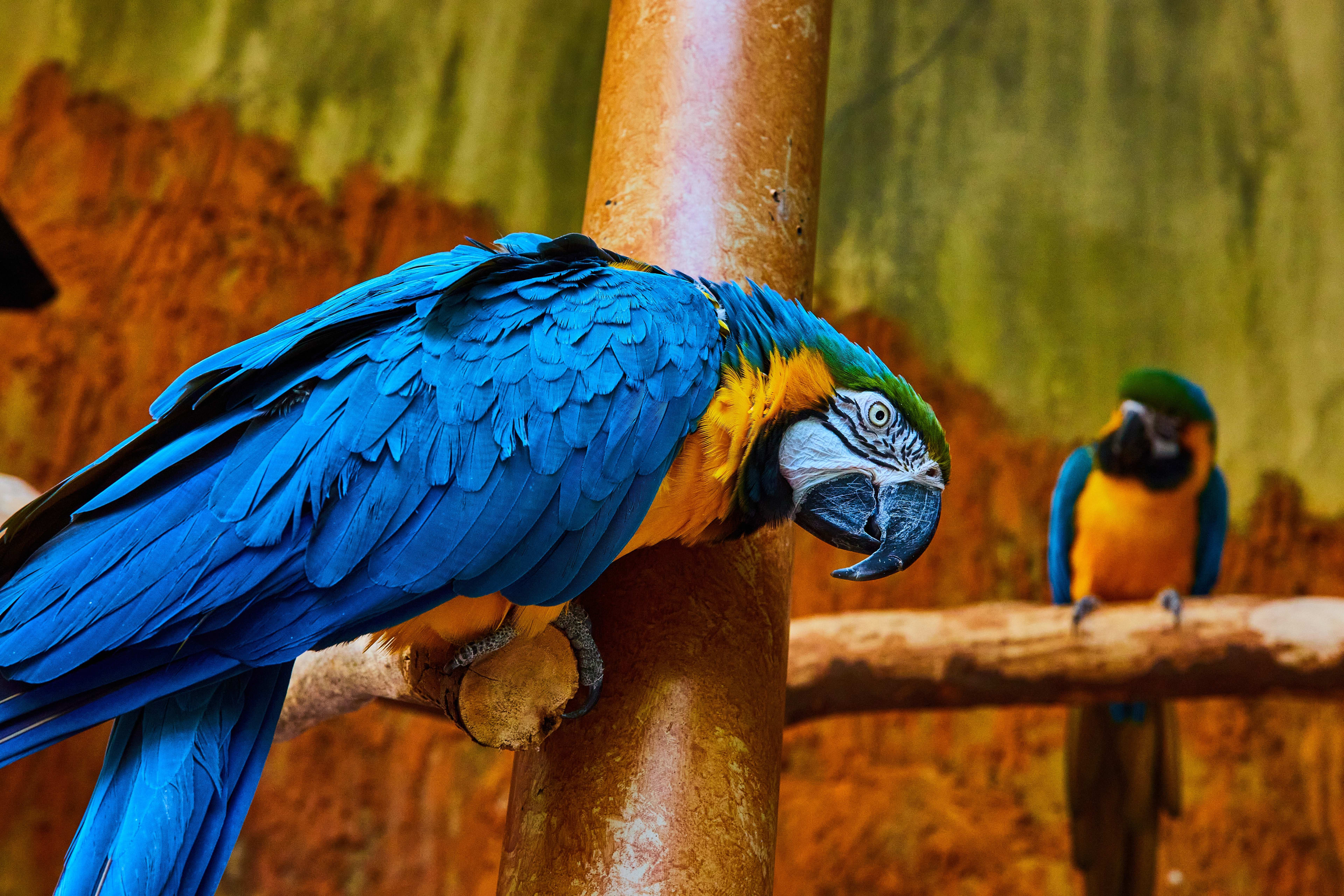 Blue tropical bird at Bird Kingdom in Niagara Falls.