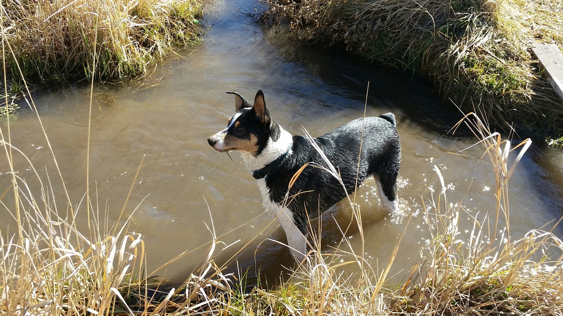 Dog in muddy pond at Chapman Valley Park.