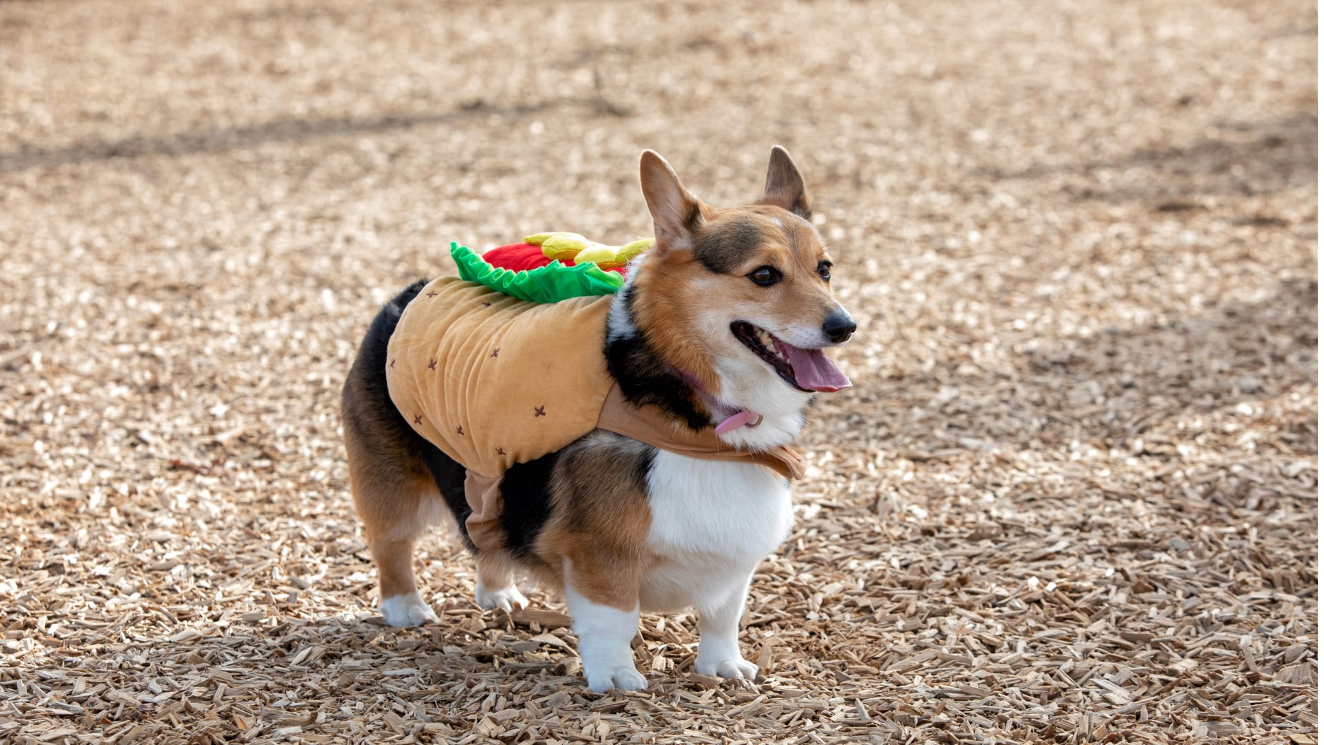 Corgi dog in a hot dog costume at Baird Park near UP Bloor Station.