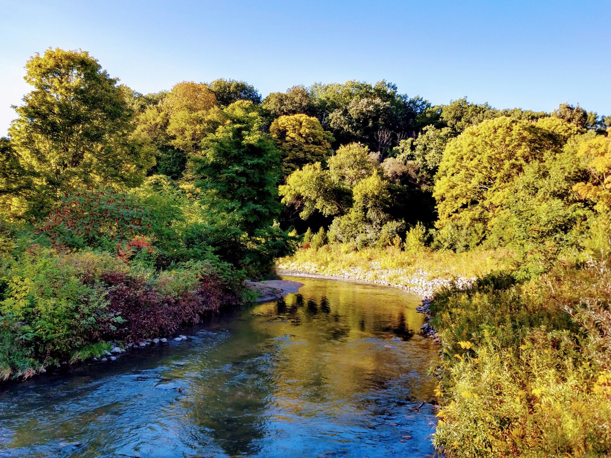 Image of trees and a creek in E.T. Seton park, which is located near the Ontario Science Centre.