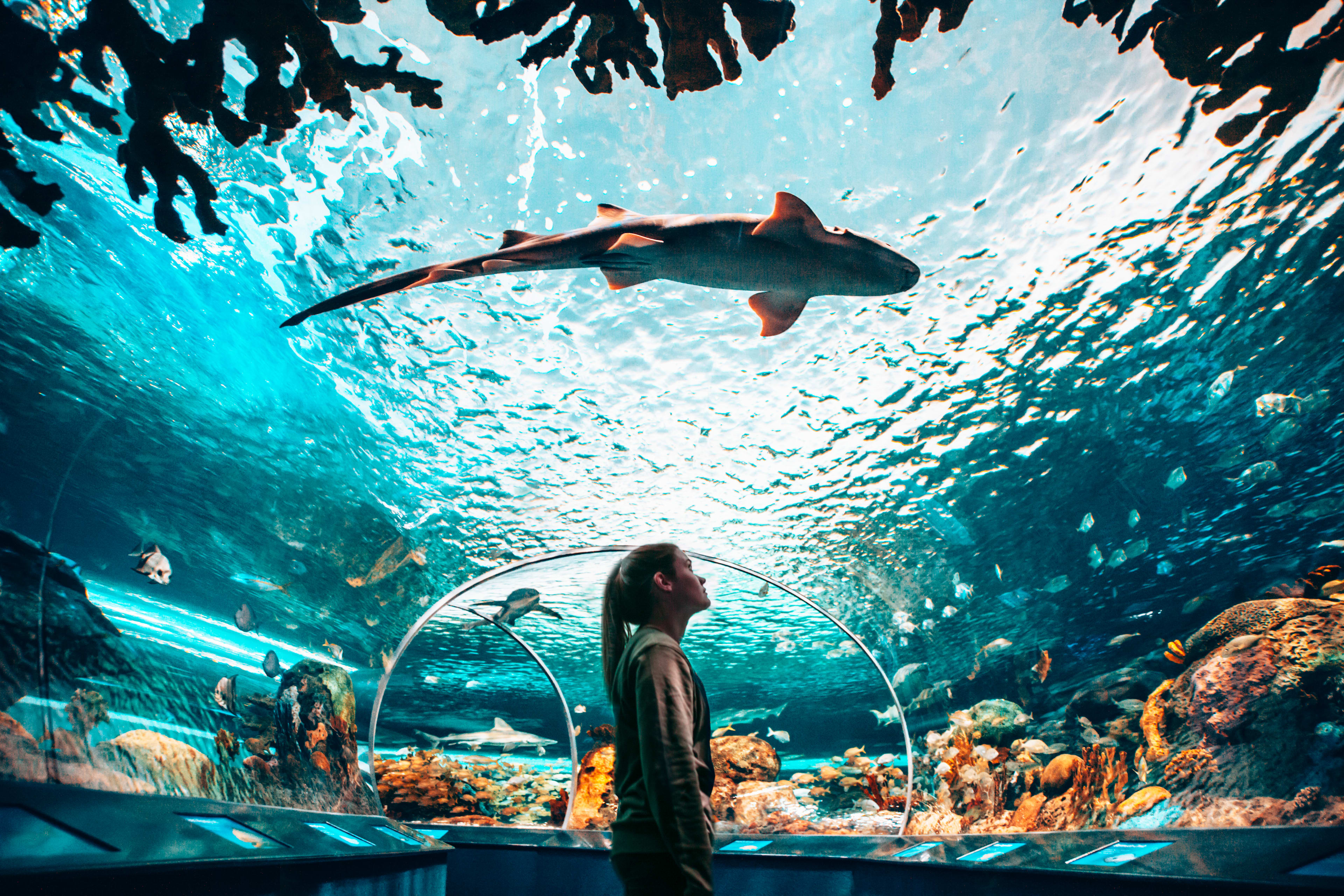 Girl in Dangerous Lagoon at Ripley's - a shark swimming overhead