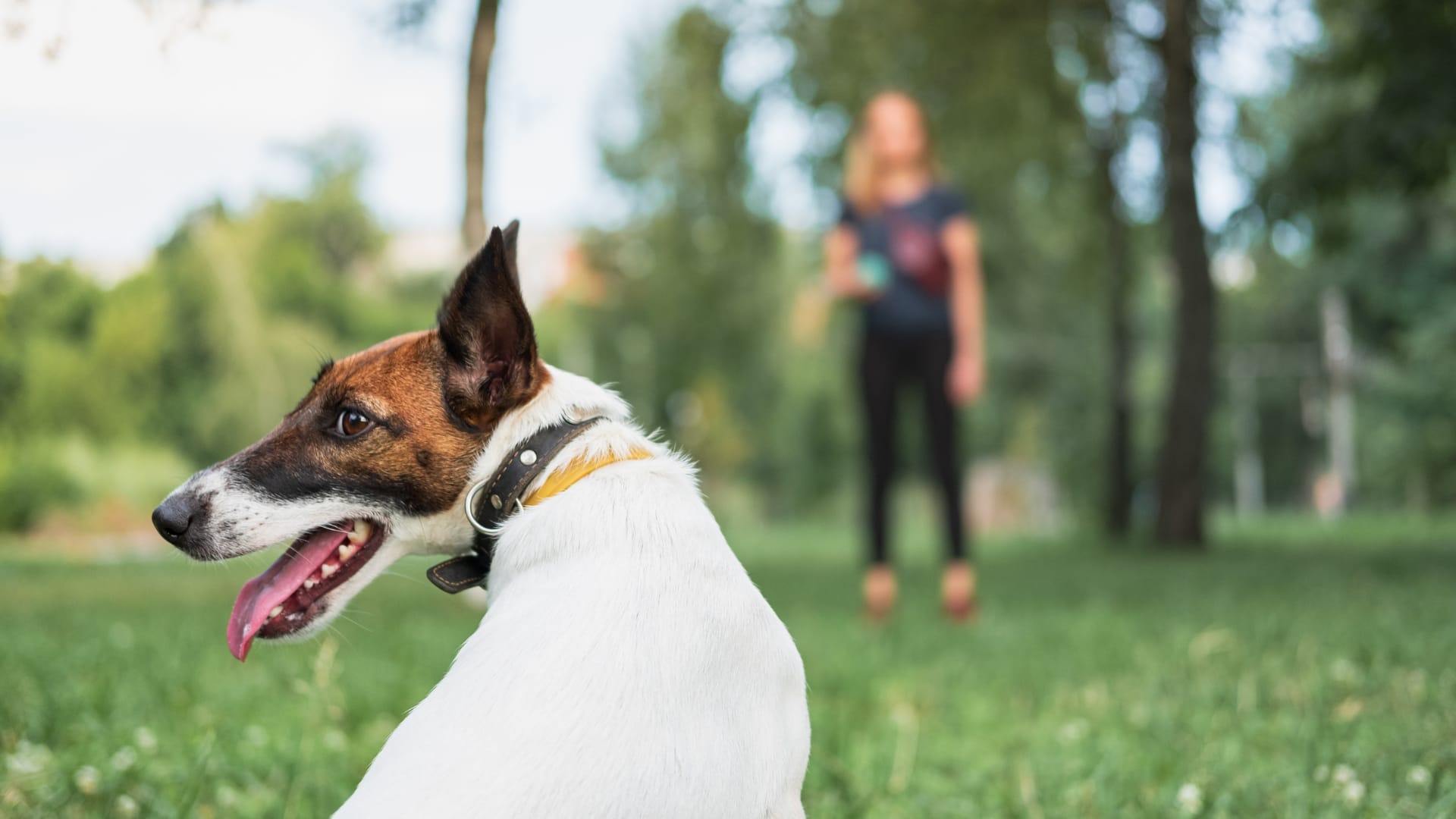 Dog playing fetch with owner at park.