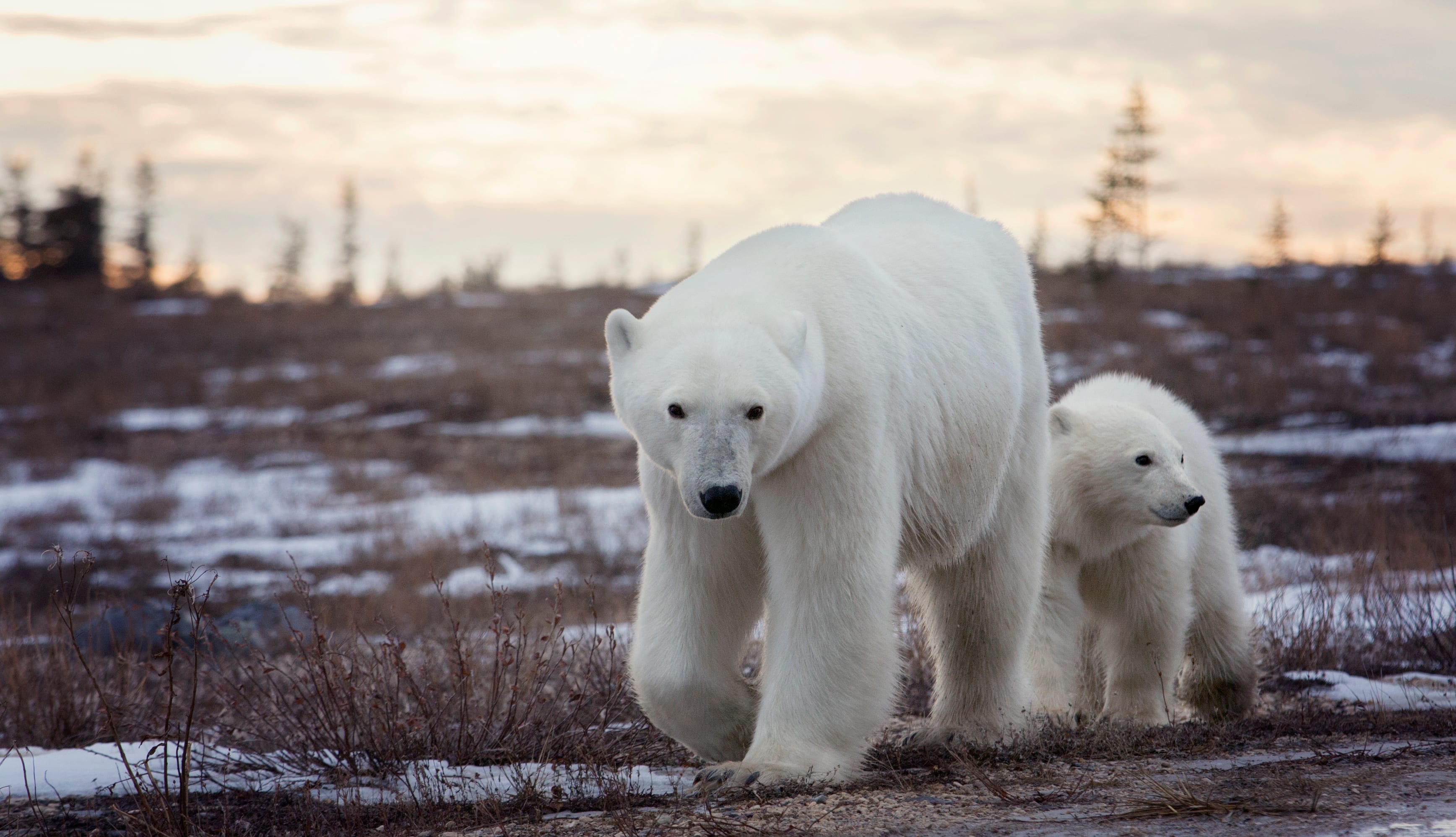 Two polar bears in Churchill, Manitoba as part of the Lords of the Wilderness Bear Viewing train