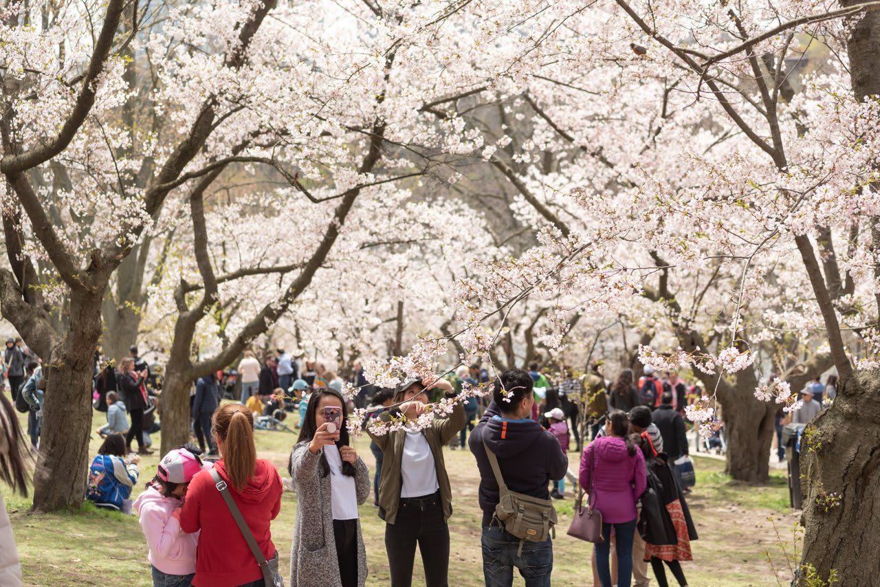 Cherry Blossoms High Park