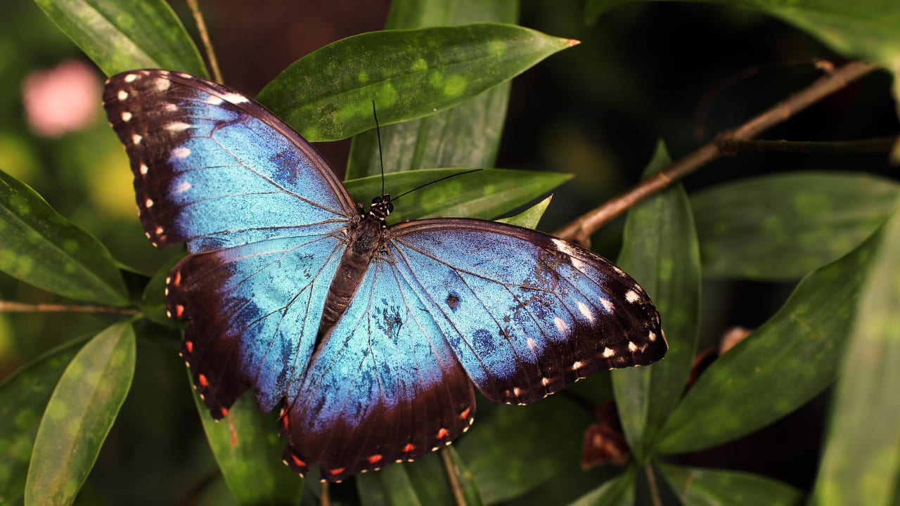 Image of the Butterfly Garden