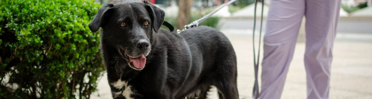 dog summer cafe blogs