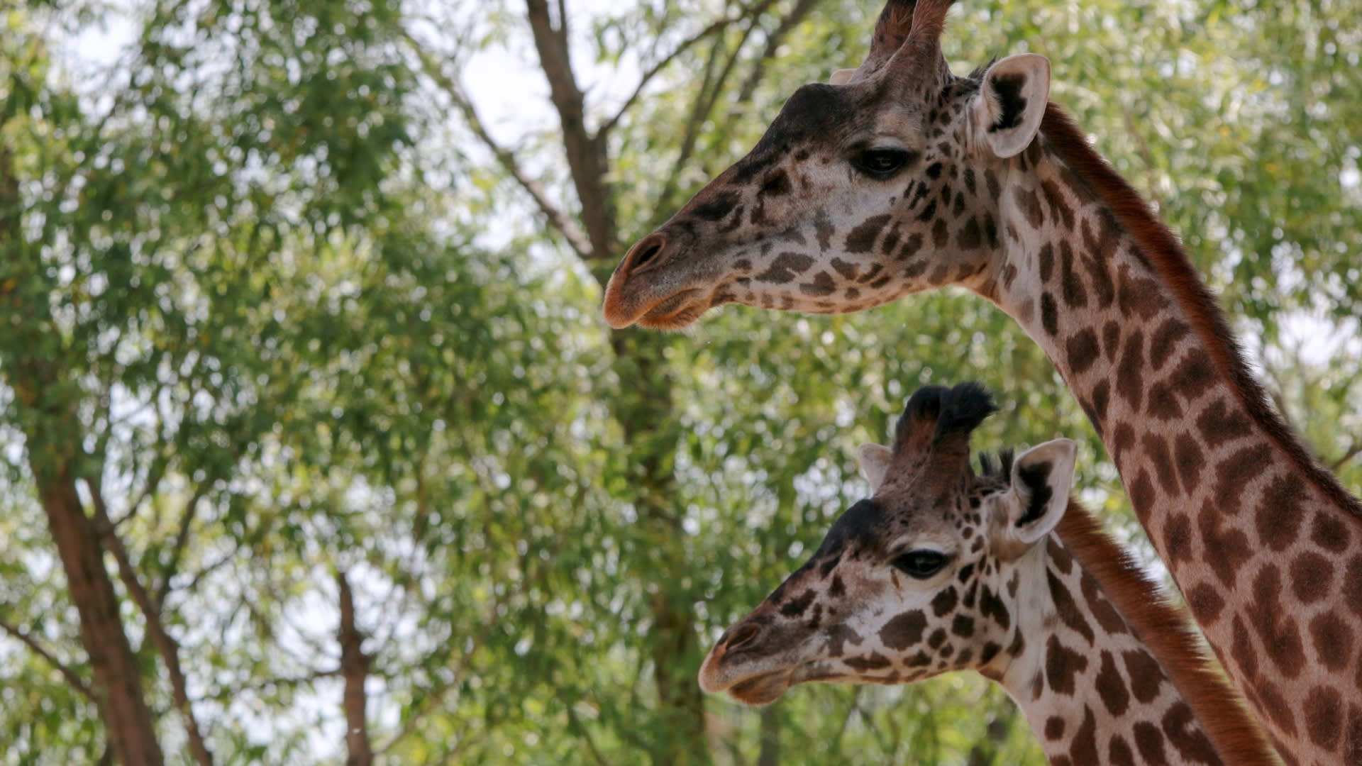 Enter description here